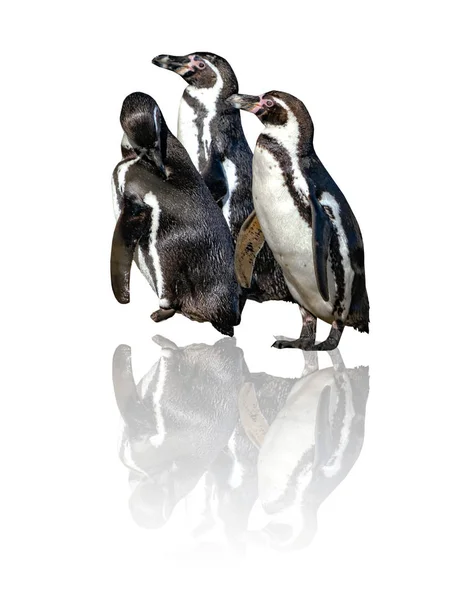 Grupo de três Pinguins Humboldt, Spheniscus humboldti, isolado sobre o fundo branco com reflete lá. O pinguim é um pinguim sul-americano que se reproduz no litoral do Chile e Peru . — Fotografia de Stock