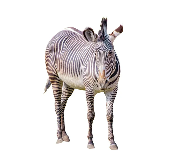 Close-up foto van Chapmans Zebra geïsoleerd op de witte achtergrond, Equus quagga chapmani. Het is een ondersoort van de vlaktes Zebra. Ze zijn inheems in de savanne van Noord-Oost-Zuid-Afrika. — Stockfoto