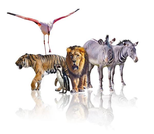 Skupina afrických Safari zvířat, kteří spolu chodí. Je izolován na bílém pozadí. Odráží jejich image. Jsou tam zebry, lev, tygr, plameňák a tučňák. — Stock fotografie