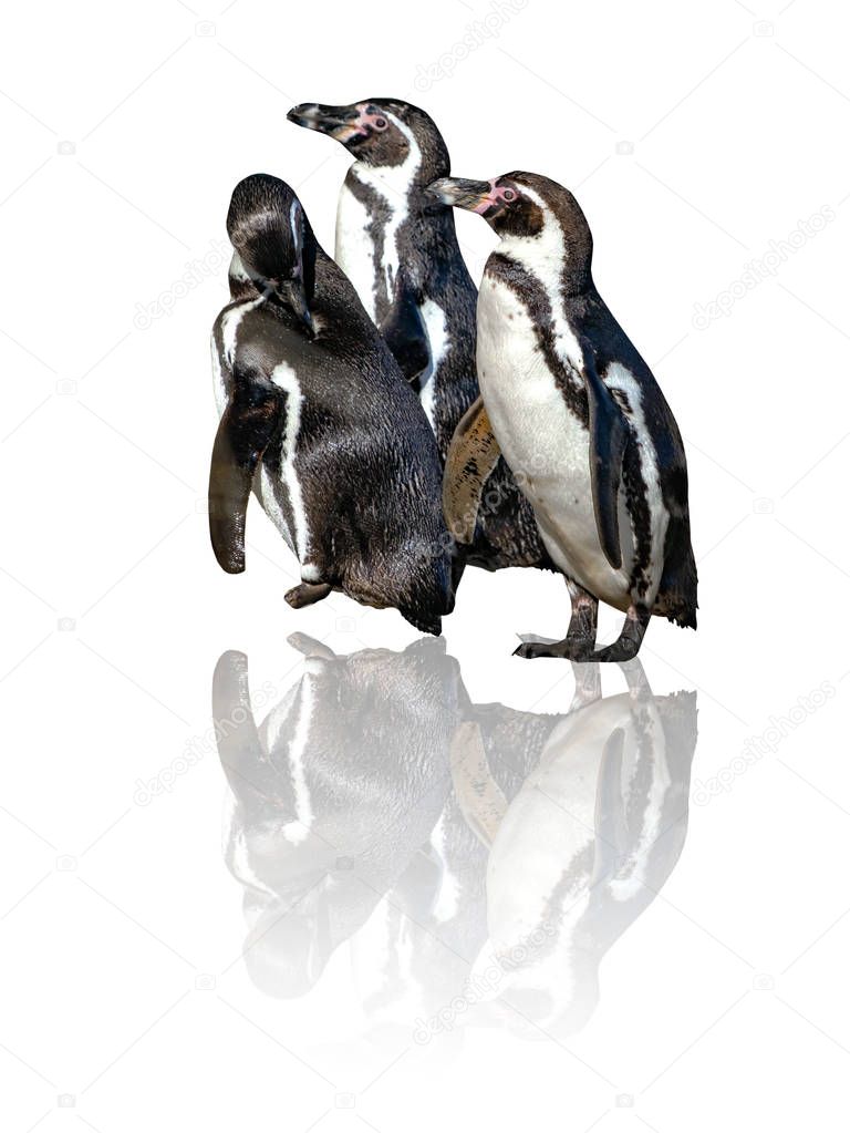 Group of three Humboldt Penguins, Spheniscus humboldti,isolated on the white background with reflects there. The penguin is a South American penguin that breeds in coastal Chile and Peru.