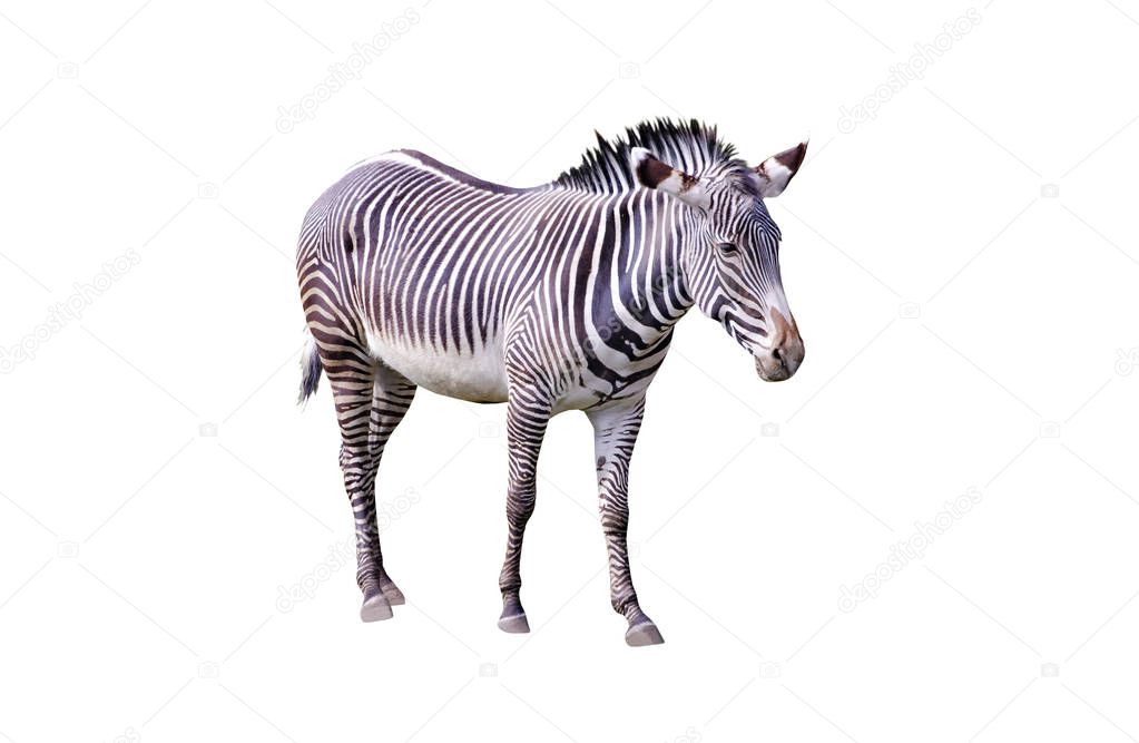 Close up photo of Chapmans zebra isolated on the white background, equus quagga chapmani. It is subspecies of the plains zebra. They are native to the savannah of north-east South Africa.