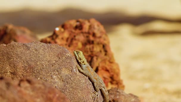 HD cerrar el vídeo de rock agama lizzard. Animal parado en la roca en Senegal, África. Se abre lentamente y cierra los ojos, tomando el sol. Es reptil de vida silvestre. T — Vídeo de stock