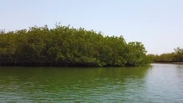 Vídeo 4K de Manguezais no delta do rio tropical. Senegal, África. É o barco de Froam de vista. T — Vídeo de Stock