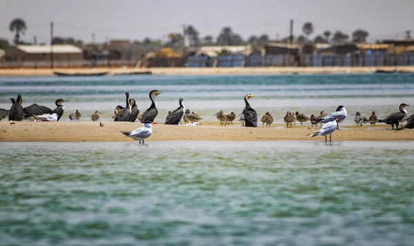Senegal, Afrika'daki deniz kuşu parklarında ve rezervlerinde sandviç sumçuluk grubu. Onlar deniz lagün Somone berrak suda duruyor. — Stok fotoğraf