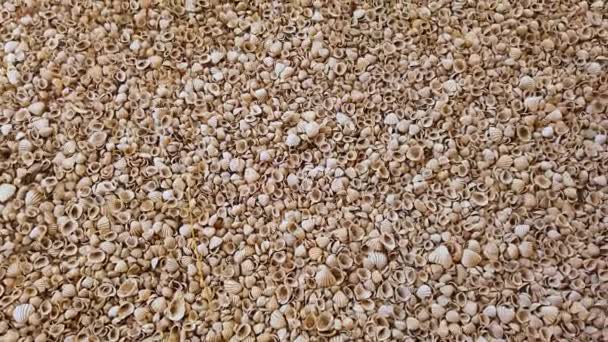 4K video Playa con conchas marinas. Las conchas cubren todo el país. Está en una isla de concha marina en Senegal, África — Vídeo de stock