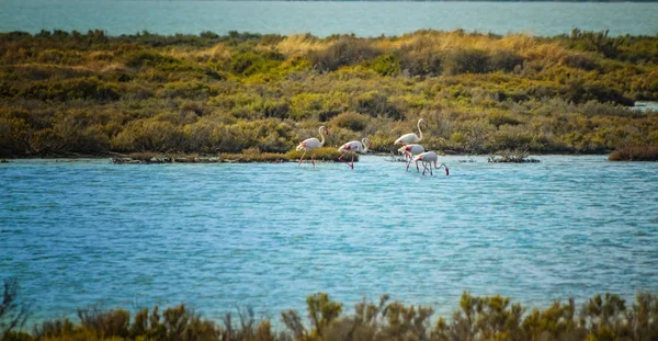Bir grup pembe flamingo İtalya 'nın Sardunya adasındaki Akdeniz sularında yürüyor. Çok güzel bir doğa geçmişi var. — Stok fotoğraf
