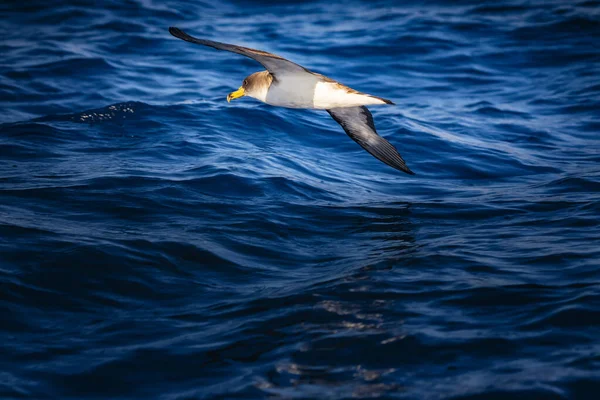 Flygande albatross fågel över Atlanten. Det är på Madeira, Portugal. Havsfågeln vidrör vattenvingen. — Stockfoto