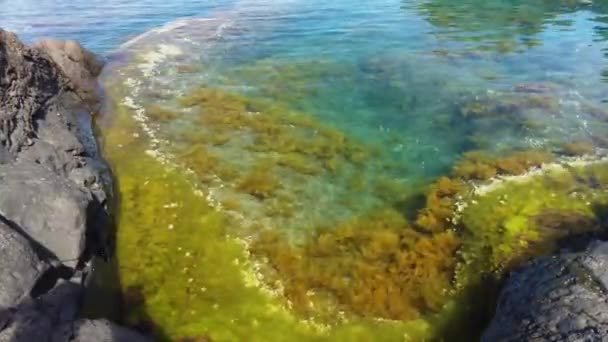 Vídeo 4K de piscinas de lava natural volcánica en Seixal. Las olas salvajes del Océano Atlántico. Es la isla de Madeira, Portugal. Agua pura y clara en la piscina, en la que nadan los peces . — Vídeo de stock