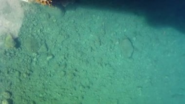 Deniz lagününün berrak sularındaki balıkların 4k videosu. Seixal, Madeira adasında bir yüzme havuzu..