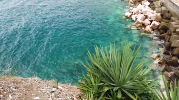 4k Cactus plant fruit en turkoois zeewater in exotisch eiland, iconische vegetatie — Stockvideo