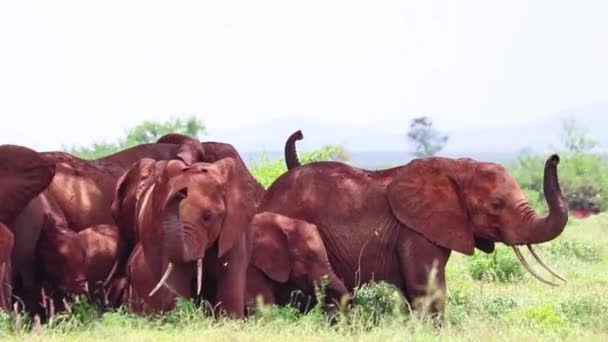 Stádo afrických slonů stojí pod stromem ve stínu, v Africe. Jejich kůže je červená z místní půdy. Je to divoká zvěř fotografie Tsavo East National Park, Keňa. — Stock video