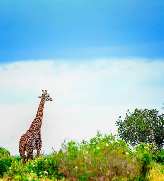 Girafa em pé na grama alta em Tsavo East National Park, Quênia. Ela tem pequenos pássaros no pescoço dele. Escondido à sombra debaixo de árvores altas. É uma foto de vida selvagem. — Fotografia de Stock