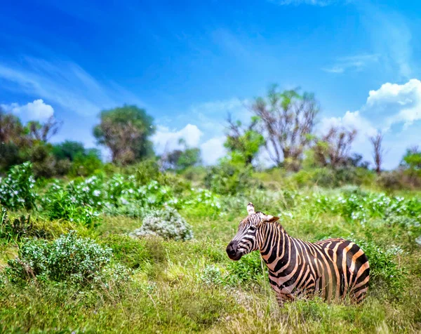 Grevys zebra fica na grama alta e espeta a língua para fora. É uma foto de vida selvagem na África, Quênia, Tsavo East National Park. — Fotografia de Stock