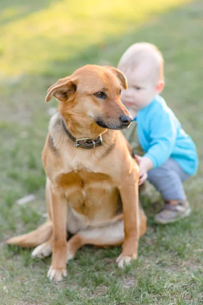 Porträt Eines Kleinen Jungen Der Der Sommerlichen Natur Spielt — Stockfoto