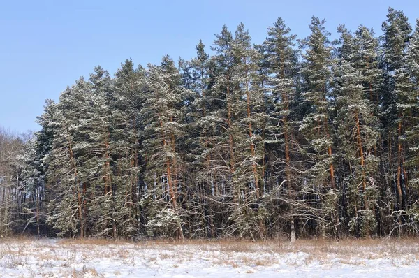 Tall smooth snowy pines stand on edge of forest — Stock Photo, Image