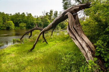 Eski ağaçların güzel manzarası
