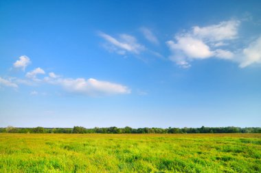 Tarladaki yeşil ağaçların güzel manzarası
