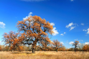 Güzel sonbahar manzarası Büyük yaprak döken ağaç