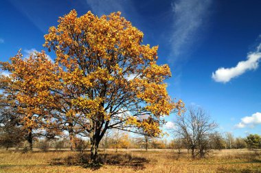 Bir kır parkında büyüleyici sonbahar manzarası