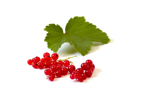 Red currant on the white background — Stock Photo, Image