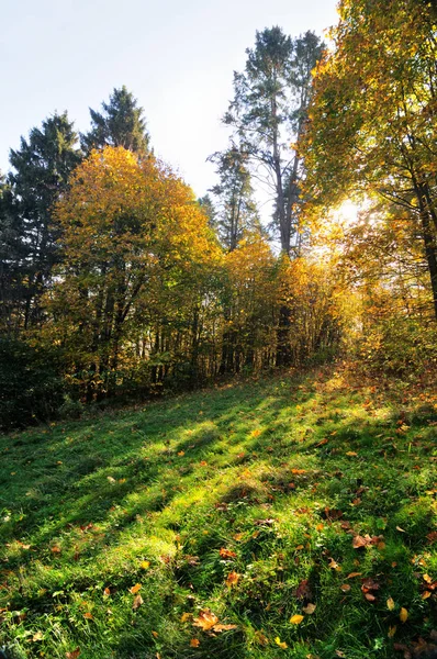 Солнечный красивый осенний пейзаж из желтых листьев — стоковое фото