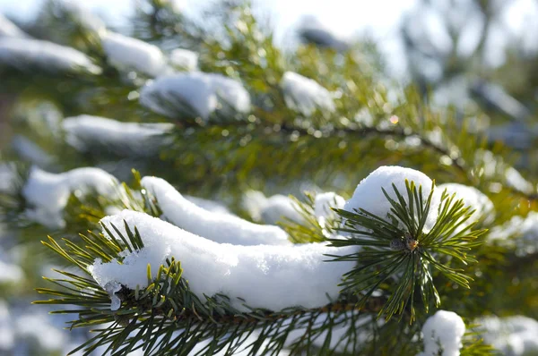 Green snowy frozen spruce branches