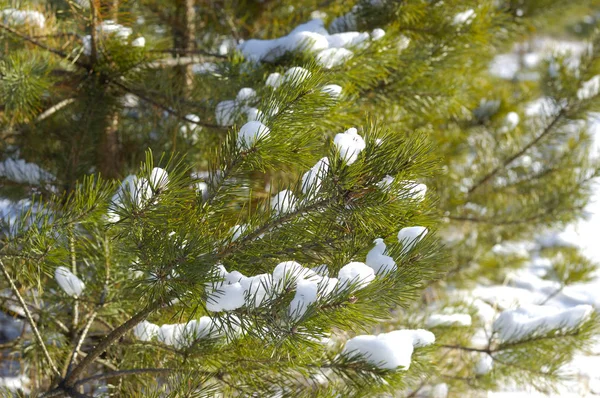 Épinette verdoyante congelée branches — Photo