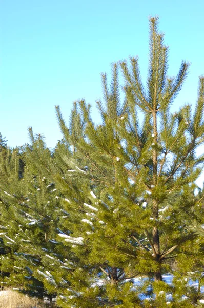 Forest fragment Snow-covered green fluffy fir — Stock Photo, Image