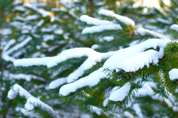 Épinette verdoyante congelée branches — Photo