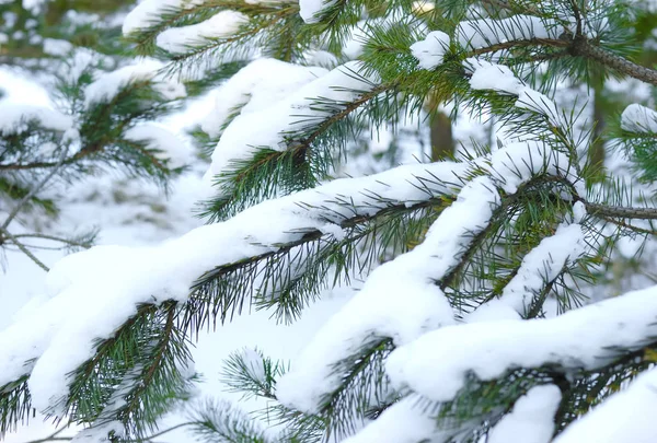 Green snowy frozen spruce branches