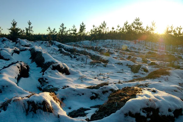 Невеликі пухнасті снігові ялинові дерева ростуть на заході сонця — стокове фото