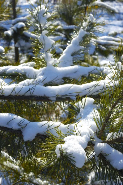 Yeşil karlı donmuş ladin dalları — Stok fotoğraf