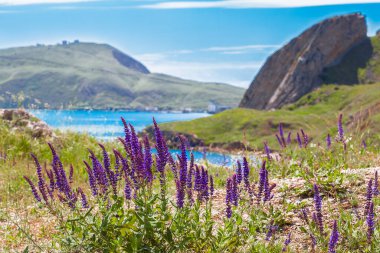 Mor çiçekli otlar, denizin arkasında ve arka planda dağlar. Hava güneşli, bulutlu.