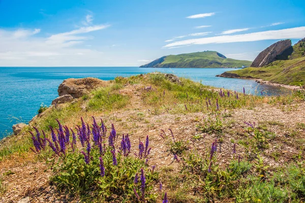 Herbe Avec Des Fleurs Violettes Derrière Mer Les Montagnes Arrière — Photo