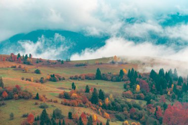 Görkemli dağ ormanı manzarası. Renkli kozalaklı ağaçlarıyla muhteşem sisli bir tepe. Doğa kavramı.