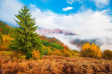 Görkemli dağ ormanı manzarası. Renkli kozalaklı ağaçlarıyla muhteşem sisli bir tepe. Doğa kavramı.