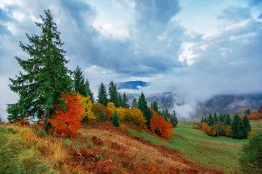 Görkemli dağ ormanı manzarası. Renkli kozalaklı ağaçlarıyla muhteşem sisli bir tepe. Doğa kavramı.