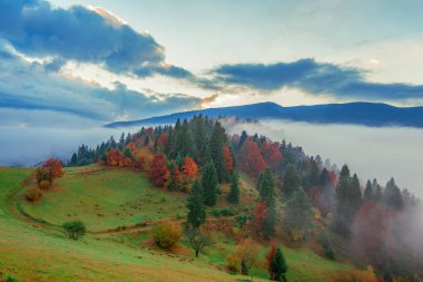 Arka planda dramatik bulutlu gökyüzü ile dağ ormanı gündoğumu manzarası. Yamaçtaki çayırlarda kozalaklı ağaçlarla güzel bir manzara. Doğa kavramı.