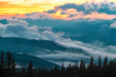 Kozalaklı ormanda nefes kesici şafak manzarası. Arka planda sihirli gökyüzü olan köknar ağaçlarının siluetleri. Doğanın güzelliği kavramı.