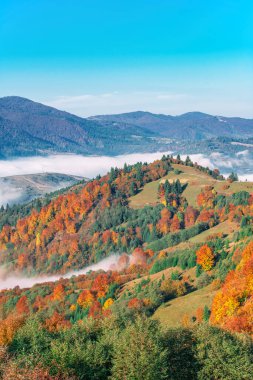 Arka planda mavi gökyüzü olan pitoresk dağ vadisi manzarası. Renkli ağaçları ve yoğun sisle kaplı tepeleri olan görkemli dağlık bölgeler. Doğa kavramı ve yuvarlanan tepeler.