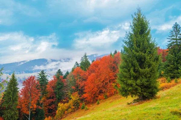 Vista Del Majestuoso Bosque Montaña Magnífica Colina Brumosa Con Coloridos — Foto de Stock