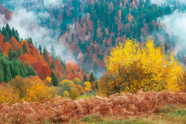 Vista Del Majestuoso Bosque Montaña Magnífica Colina Brumosa Con Coloridos — Foto de Stock
