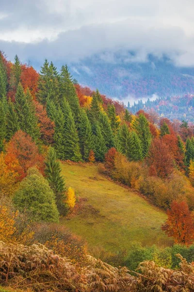 Vista Majestosa Floresta Montanha Lindo Monte Nebuloso Com Árvores Coníferas — Fotografia de Stock