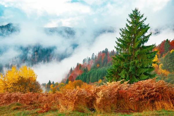 View Majestic Mountain Forest Gorgeous Foggy Hill Colorful Coniferous Trees — Stock Photo, Image