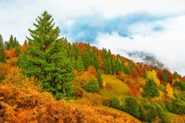Görkemli dağ ormanı manzarası. Renkli kozalaklı ağaçlarıyla muhteşem sisli bir tepe. Doğa kavramı.