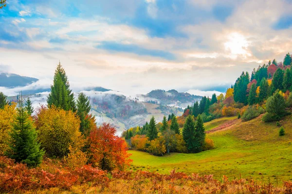 View Majestic Mountain Forest Gorgeous Foggy Hill Colorful Coniferous Trees — Stock Photo, Image