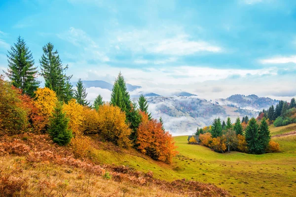 View Majestic Mountain Forest Gorgeous Foggy Hill Colorful Coniferous Trees — Stock Photo, Image