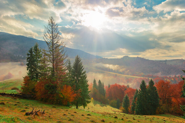 View of mountain forest sunrise with dramatic cloudy sky on background. Beautiful landscape with coniferous trees on hillside meadow. Concept of nature.