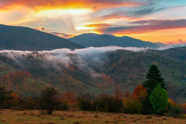 Vista Del Impresionante Amanecer Bosque Coníferas Siluetas Abetos Con Cielo —  Fotos de Stock