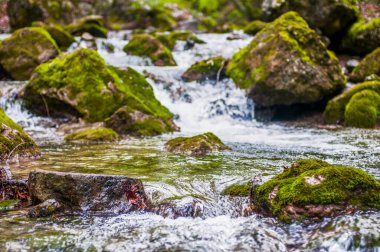 Küçük dağ şelalesi yosunlu taşların üzerinden akar ve sisle kaplanır, eğreltiotu kıyıda yetişir.